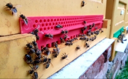 Včely v Chlumci